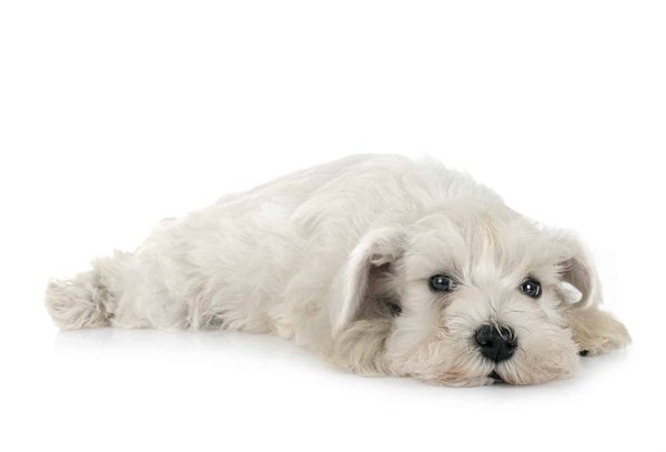 Comment préparer sa visite des parcs nationaux de l'Ouest américain en période de canicule ?