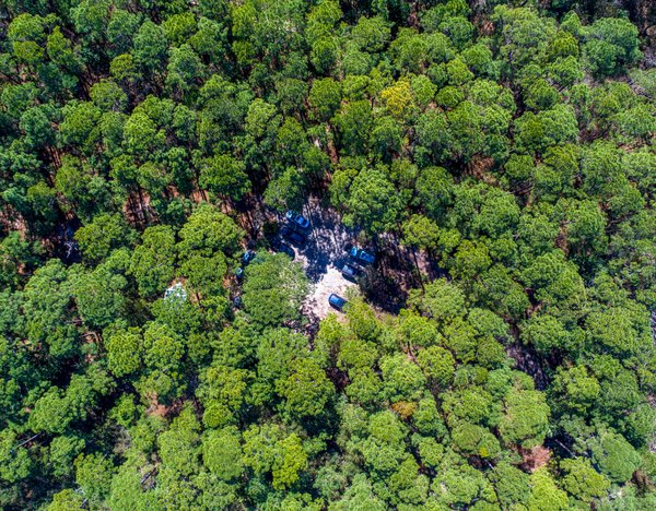 Quelles sont les meilleures excursions en mer pour voir le spectacle des dauphins ?