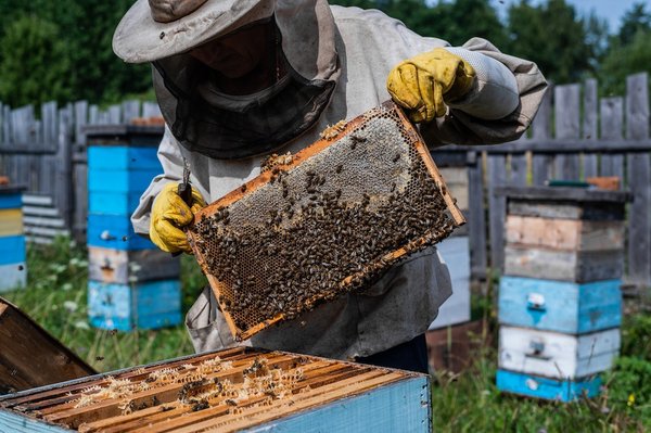Quels types de locations de vacances offrent une initiation à l'apiculture et à la récolte de miel?