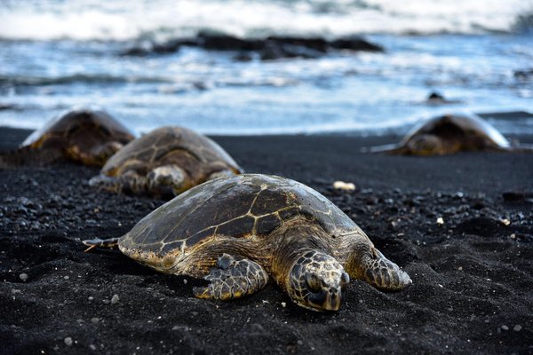 Comment assister à l'éclosion des tortues luth en Guyane française?
